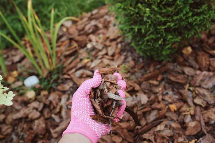 A gardener placing wood chippings around plants and shrubs