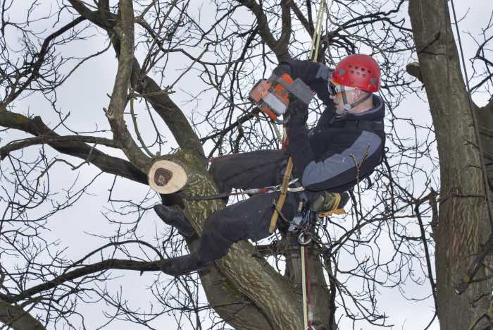 Crown reduction of a tree by skilled tree surgeon